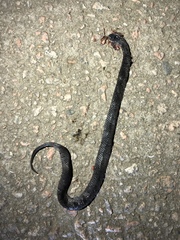 Pareas margaritophorus