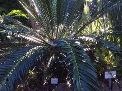 Encephalartos altensteinii