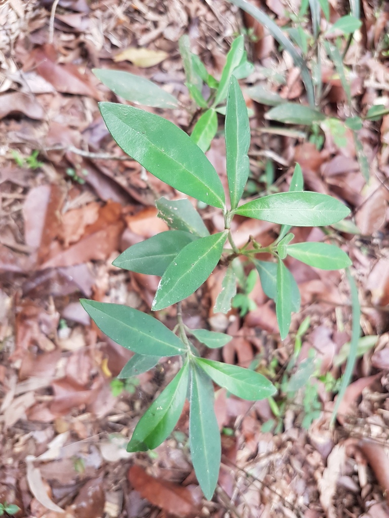 Smooth Psychotria in April 2017 by PeterCopping · iNaturalist