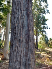 Eucalyptus muelleriana