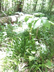 Arisaema triphyllum