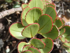 Veronica lavaudiana