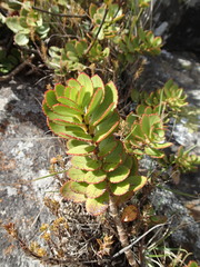 Veronica lavaudiana