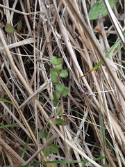 Epilobium brunnescens
