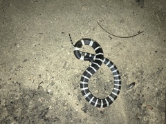 Bungarus multicinctus multicinctus