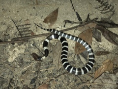 Bungarus multicinctus multicinctus