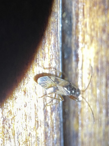Pseudopamera nitidula photo 5