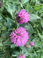 Trifolium pratense