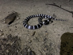 Bungarus multicinctus multicinctus