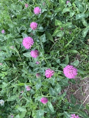 Trifolium pratense