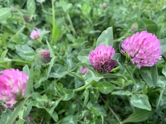 Trifolium pratense