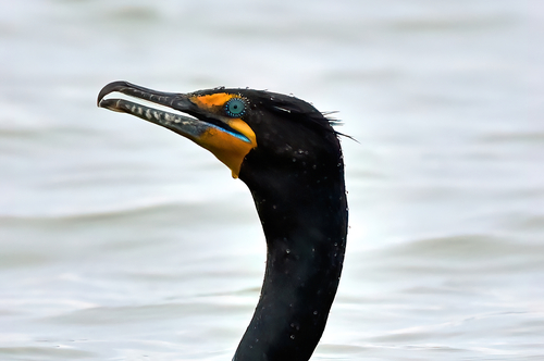 Cormorán orejudo (Nannopterum auritum)