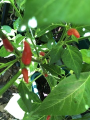 Capsicum frutescens