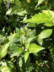 Capsicum frutescens