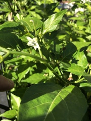 Capsicum frutescens