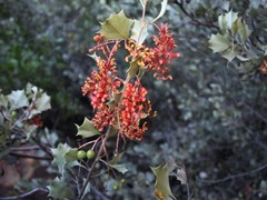 Grevillea wickhamii