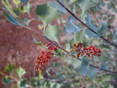 Grevillea wickhamii