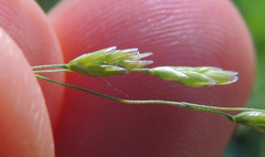 Torreyochloa pallida