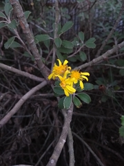 Brachyglottis monroi