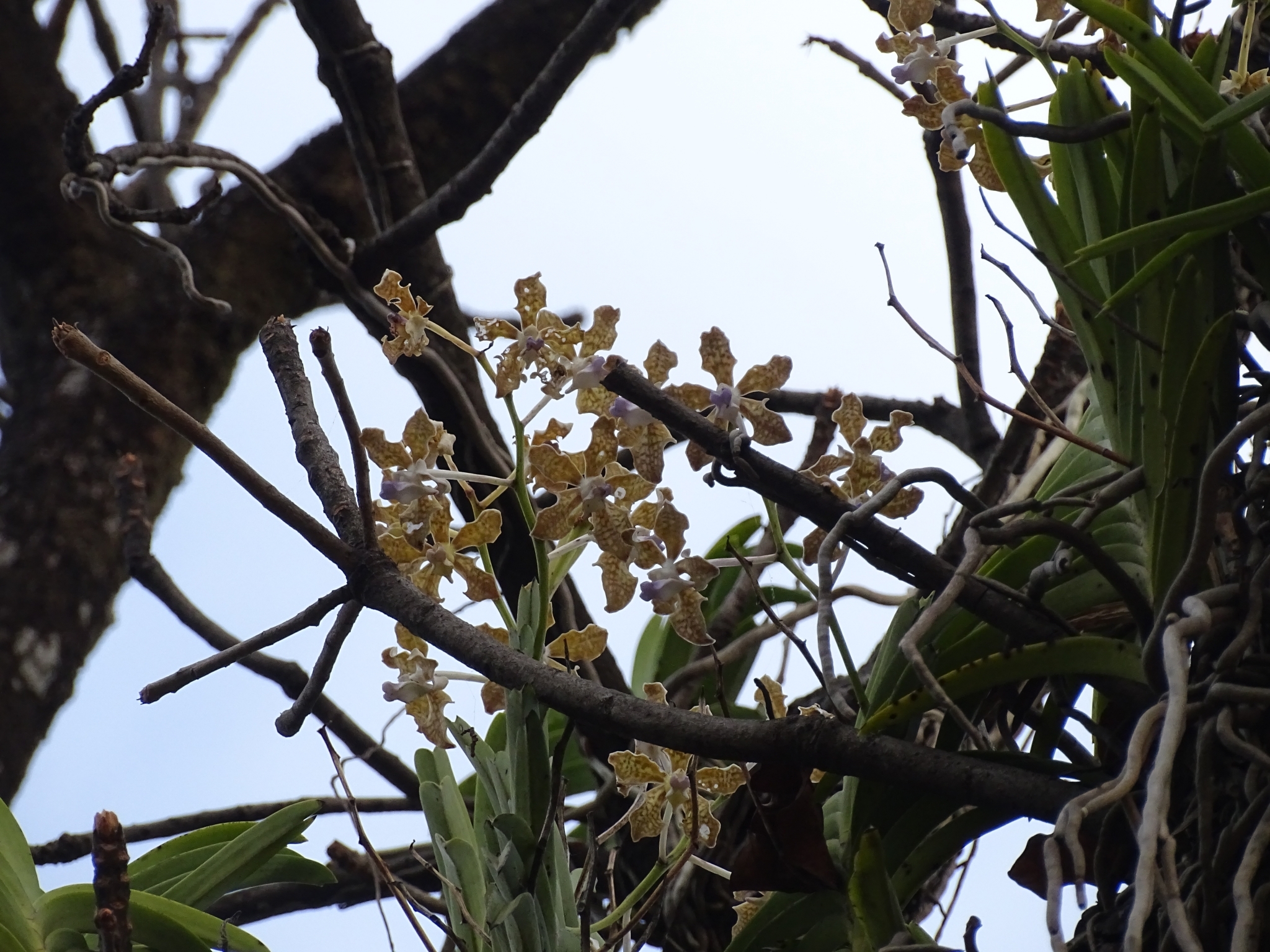 Imagem de Orquídea