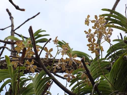 Image of Vanda tessellata by (c) Sandipan Das, some rights reserved (CC BY)