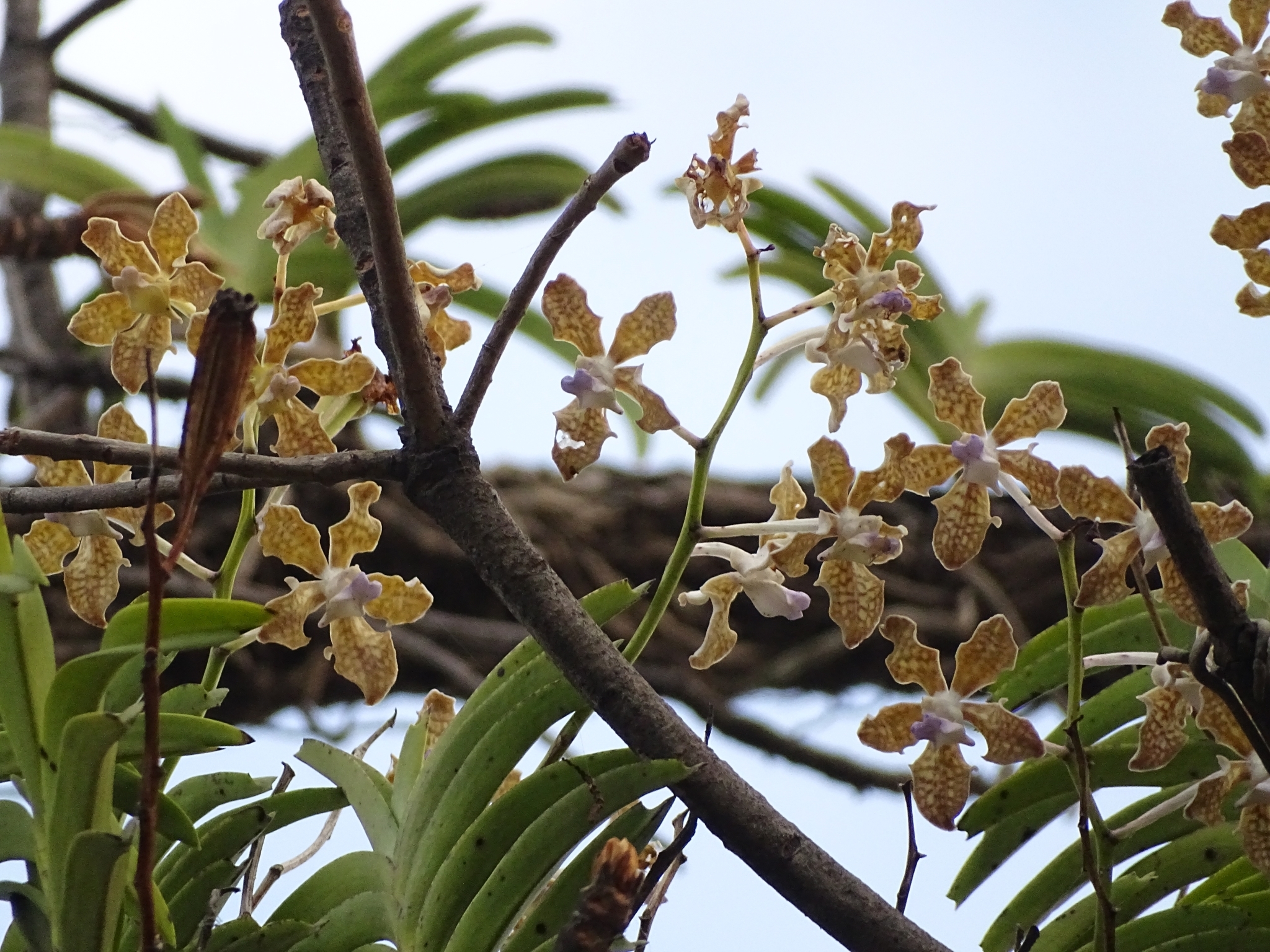 Imagem de Orquídea