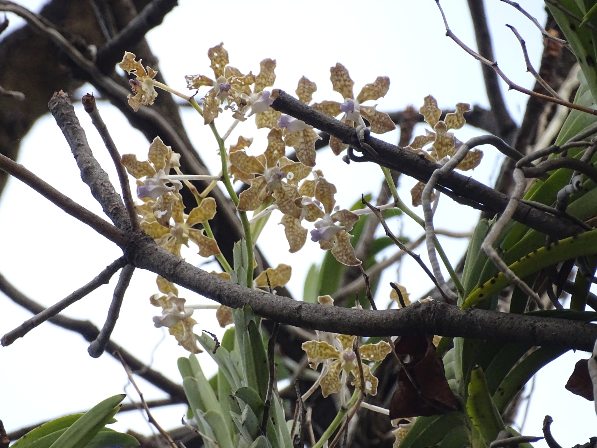 Imagem de Orquídea