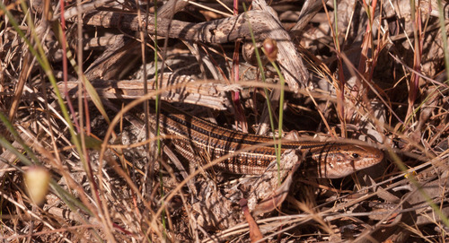 Ctenotus spaldingi
