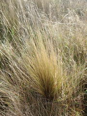 Festuca novae-zelandiae