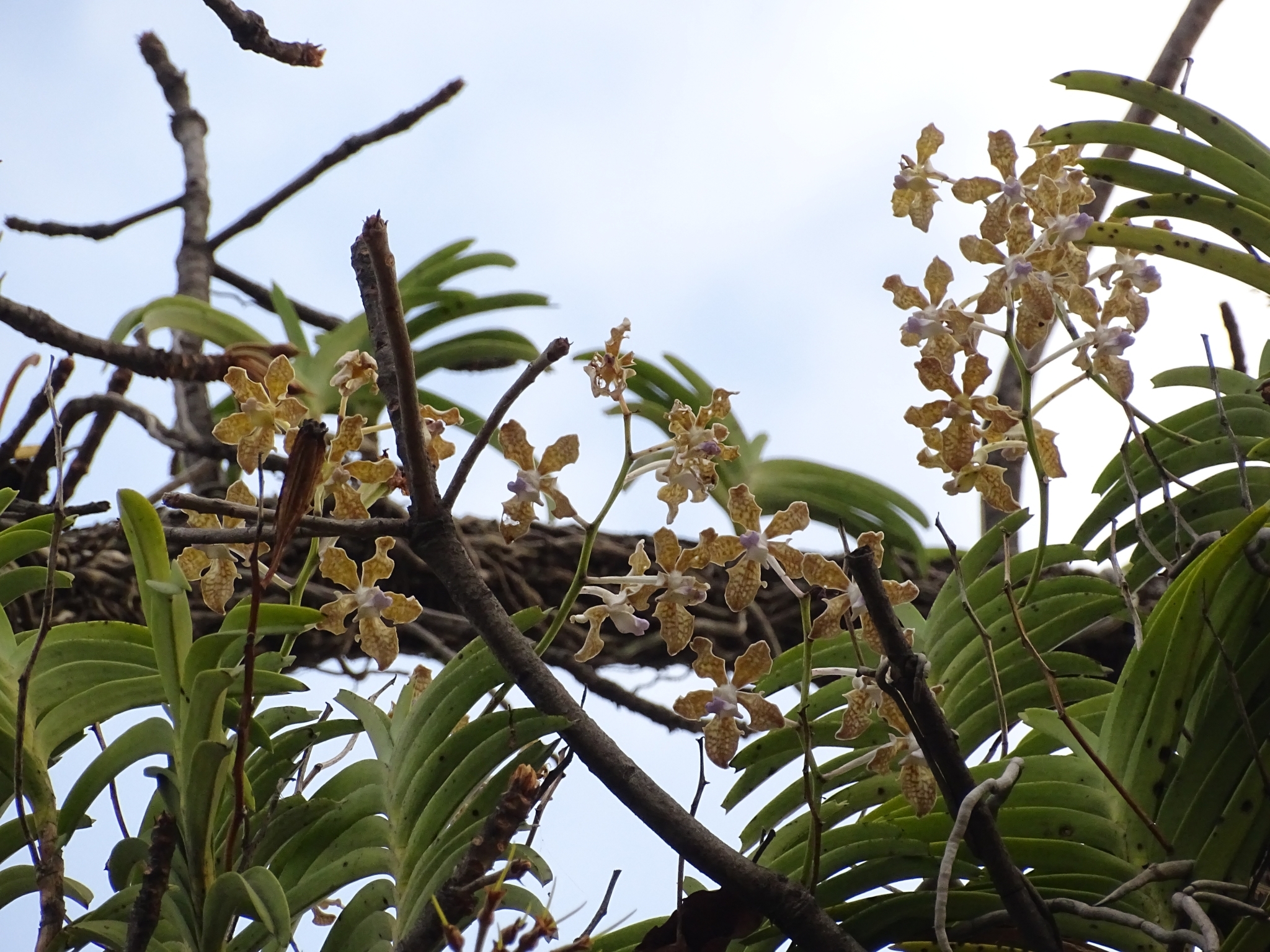 Imagem de Orquídea