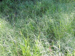 Torreyochloa pallida