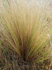 Festuca novae-zelandiae