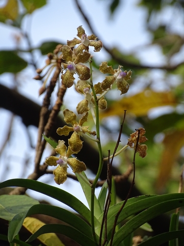 Image of Vanda tessellata by (c) Sandipan Das, some rights reserved (CC BY)