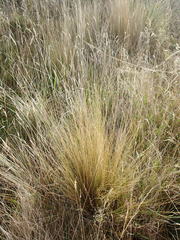 Festuca novae-zelandiae