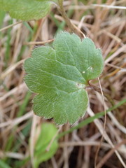 Ranunculus foliosus