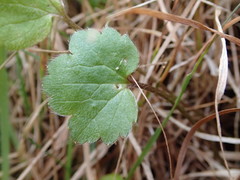 Ranunculus foliosus