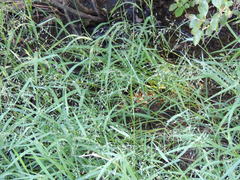 Torreyochloa pallida
