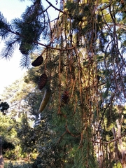 Picea smithiana