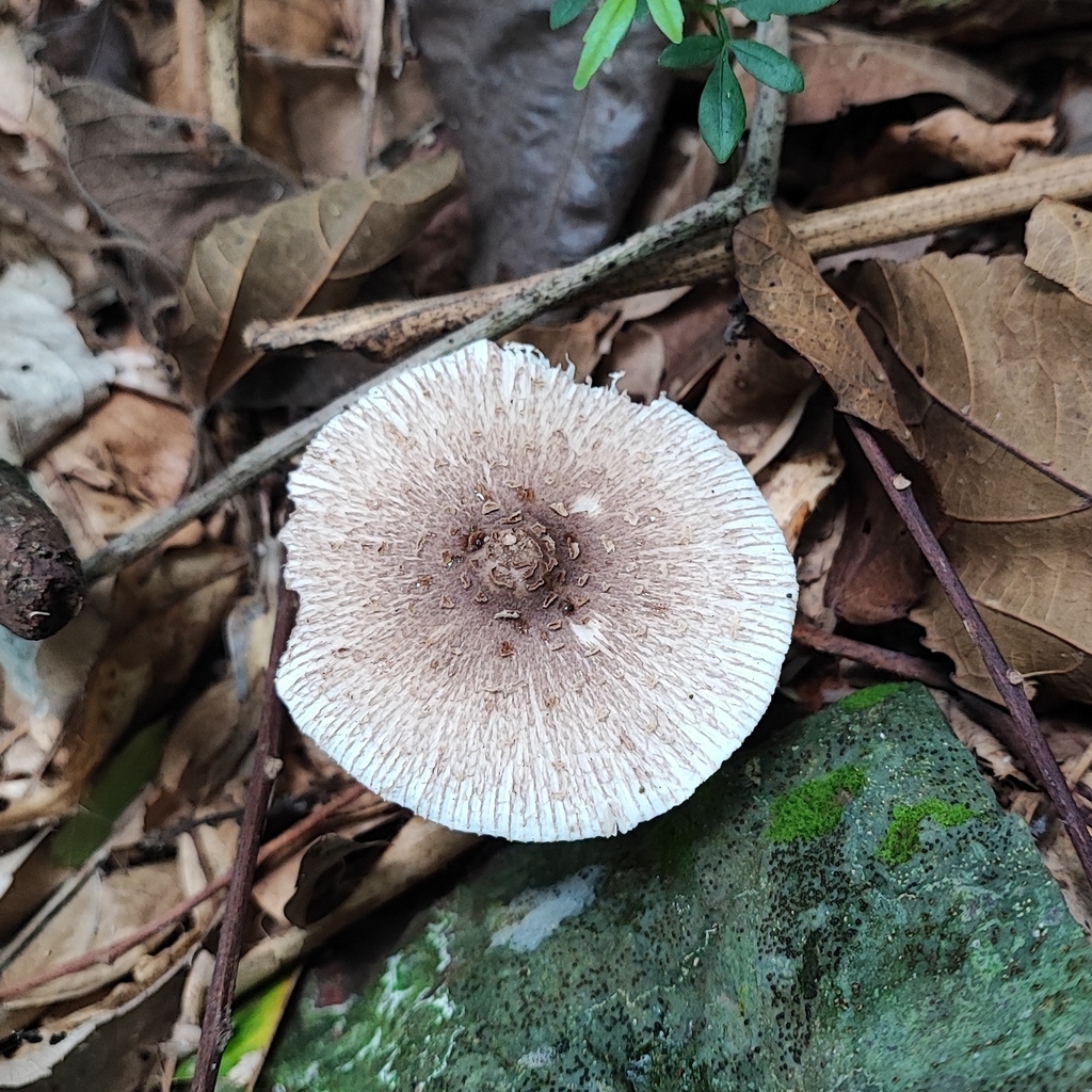 Chlorophyllum tenue · April 2024 · photo: © trfsinani (iNaturalist, cc-by)