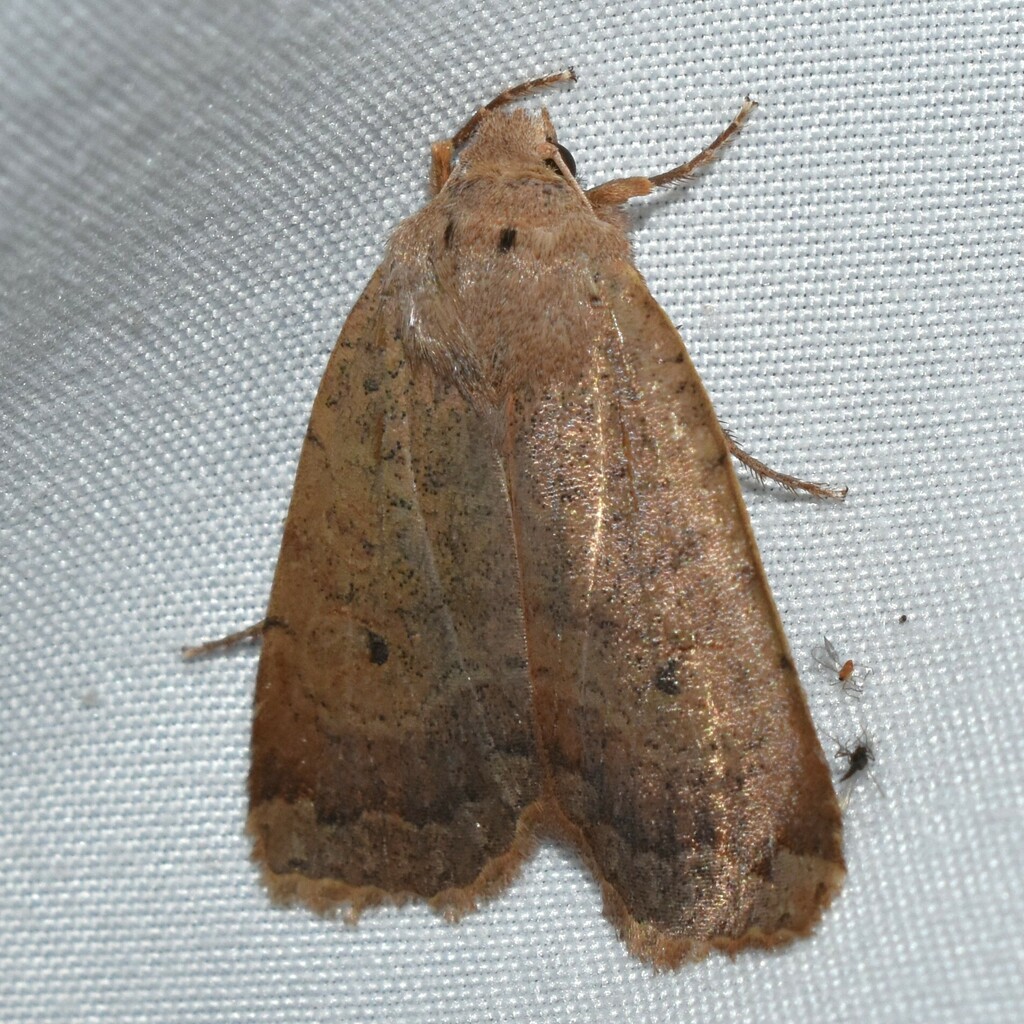 Variable Sallow