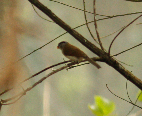 Paradoxornis gularis