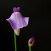 Utricularia lateriflora - Photo (c) Noah Elhardt, algunos derechos reservados (CC BY-SA)