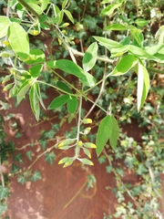 Laburnum anagyroides