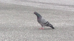 Columba livia domestica