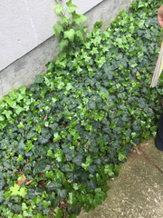 Hedera