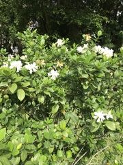 Gardenia jasminoides