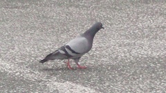 Columba livia domestica