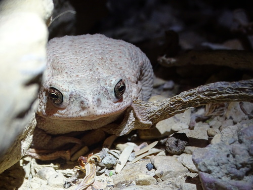 Red-spotted Toad (Anaxyrus punctatus), a species recorded in Utah