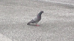 Columba livia domestica