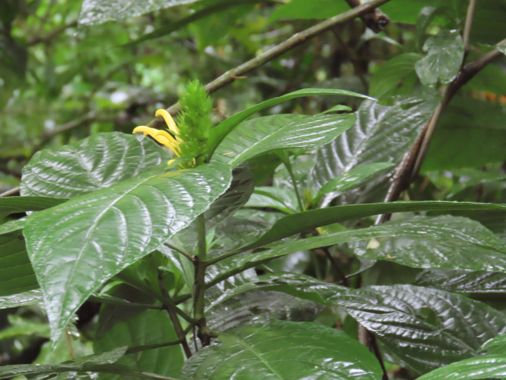 Imagem de Chuva-de-ouro